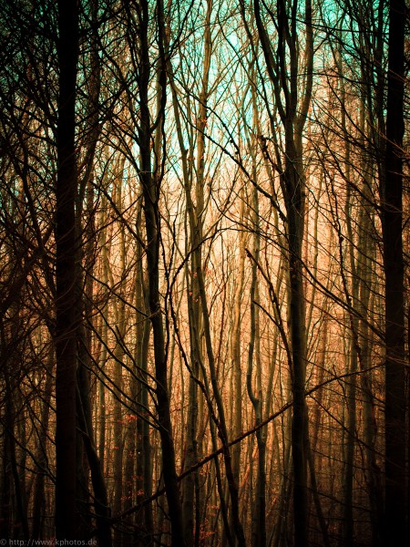 Wald2
